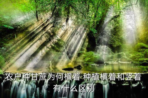 农户种甘蔗为何横着 种植横着和竖着有什么区别