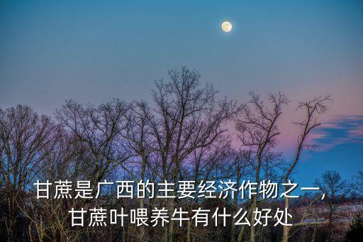  甘蔗是广西的主要经济作物之一, 甘蔗叶喂养牛有什么好处
