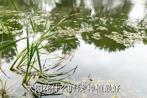 观光农业什么时候种植最好,向日葵的播种方法