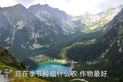 现在季节种植什么农 作物最好
