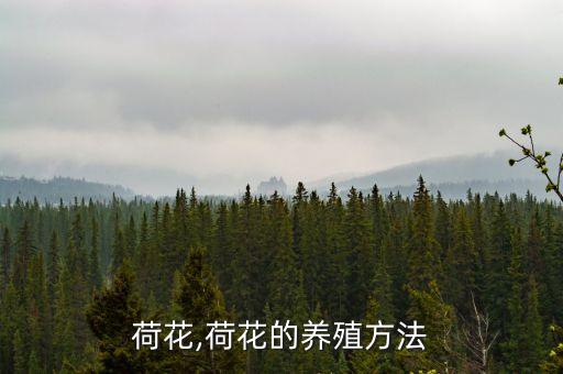 彭城莲花农业怎么样,赣州市彭城莲花农业发展有限公司