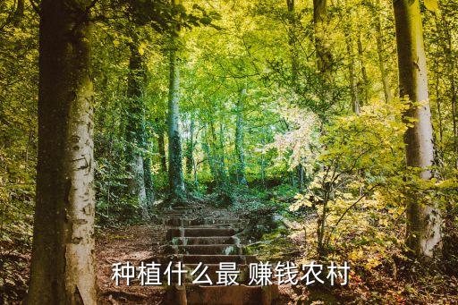  种植什么最 赚钱农村