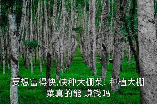 农业种植蔬菜怎么赚钱,2023农业种植什么最赚钱