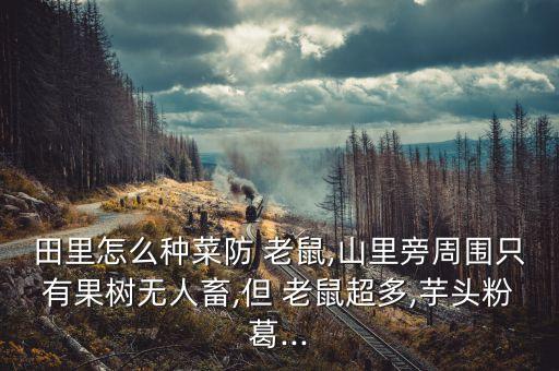 老鼠贴着农业怎么去
