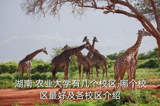 湖南农业大学到什么区