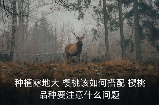 樱桃农业种植策划书怎么写