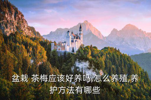 盆栽 茶梅应该好养吗,怎么养殖,养护方法有哪些