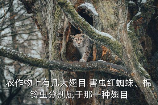 农作物上有几大翅目 害虫红蜘蛛、棉铃虫分别属于那一种翅目