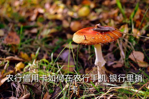 农业掌上银行怎么注销
