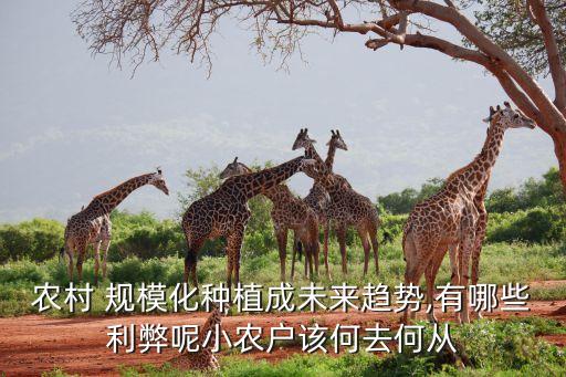 农业规模化怎么解决问题