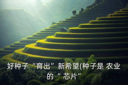 好种子“育出”新希望(种子是 农业的“ 芯片”