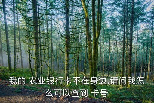 农业银行怎么看借记卡卡号,手机农业银行怎么看卡号