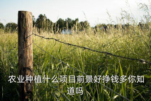  农业种植什么项目前景好挣钱多你知道吗