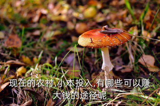 现在的农村,小本投入,有哪些可以赚大钱的途径呢