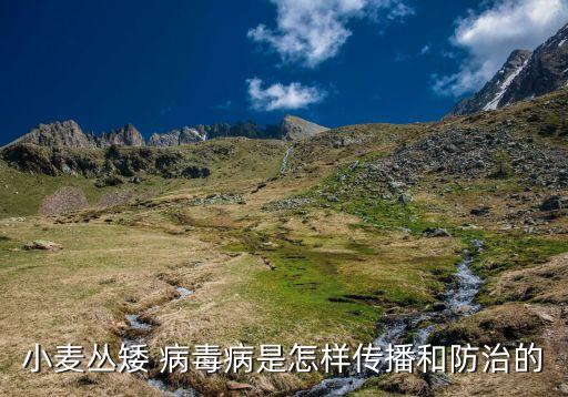 小麦丛矮 病毒病是怎样传播和防治的