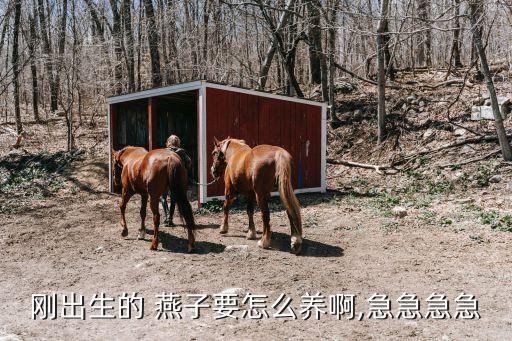 农业养殖燕子怎么养活的