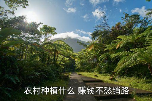  农村种植什么 赚钱不愁销路