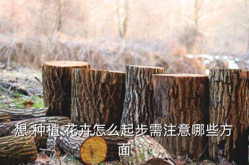 想 种植 花卉怎么起步需注意哪些方面