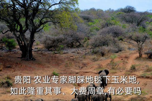  贵阳 农业专家脚踩地毯下玉米地,如此隆重其事、大费周章,有必要吗