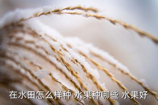 在水田怎么样种 水果种哪些 水果好