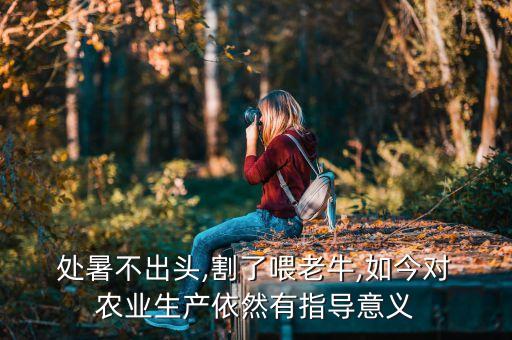  处暑不出头,割了喂老牛,如今对 农业生产依然有指导意义