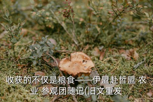 农业创新园参观报告怎么写