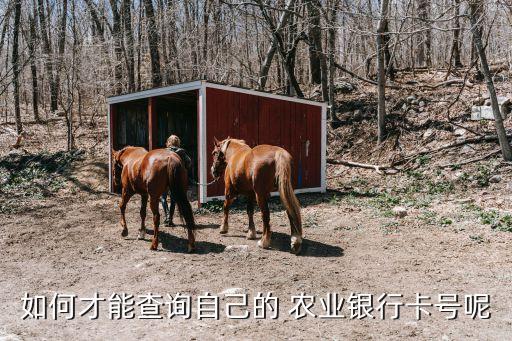 农业银行虚拟卡怎么查