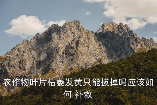 农业种植黄叶怎么补救