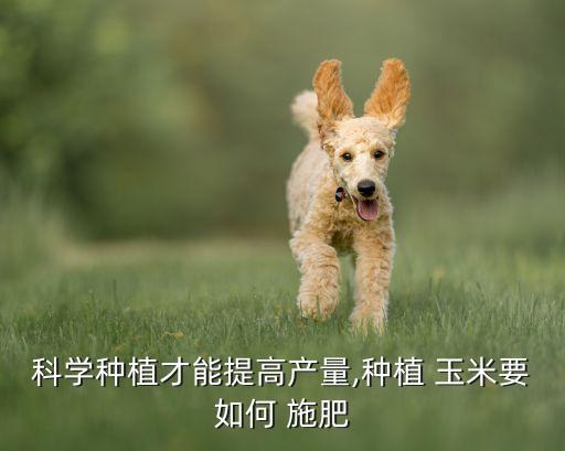 美国农业怎么给玉米施肥肥