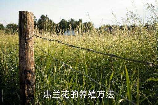 蕙兰夏天怎么养发财农业网