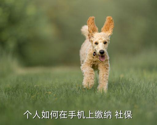 农业银行交社保怎么交,手机农业银行怎么交社保