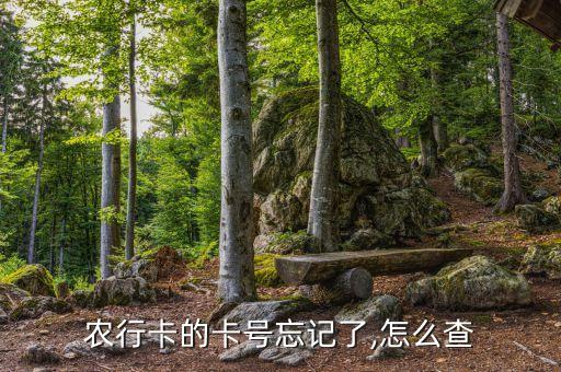 农业银行怎么选卡号码查询,南京农业银行号码查询