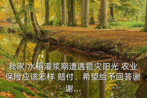 水稻的农业保险怎么赔付,2020水稻农业保险赔偿标准