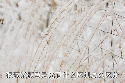 银薇紫薇马灵光有什么区别怎么区分