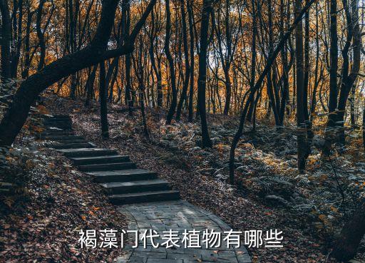 褐藻，褐藻是中药吗