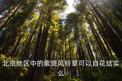 紫斑风铃草，北京地区中的紫斑风铃草可以自花结实么