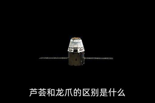 龙爪芦荟图片，芦荟和龙爪的区别是什么