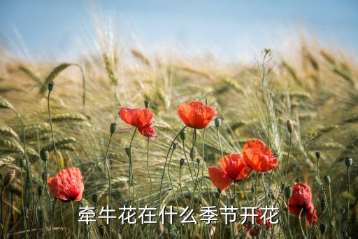 牵牛花在什么季节开花