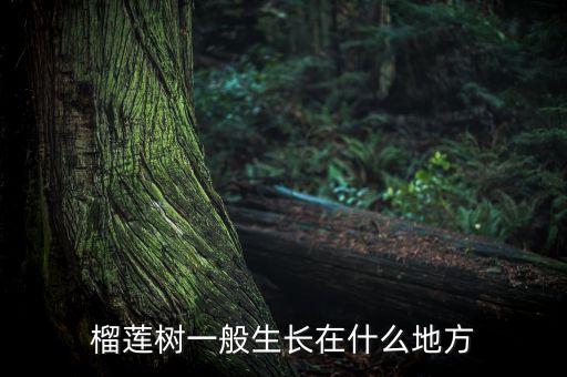 榴莲树长什么样，榴莲树长什么样
