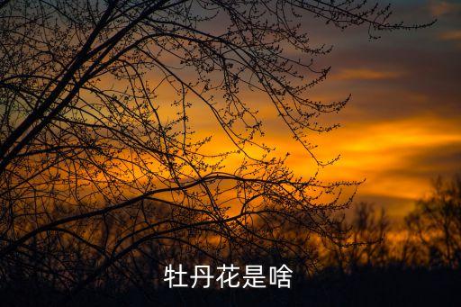 牡丹花简介，牡丹是什么花