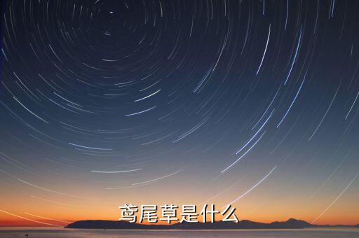 鸢尾草，鸢尾草是什么