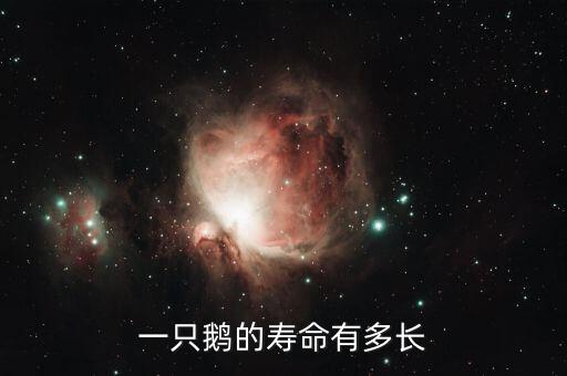 一只鹅的寿命有多长