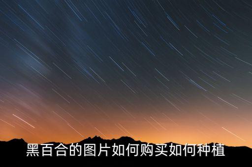 黑百合，黑百合代表什么意思