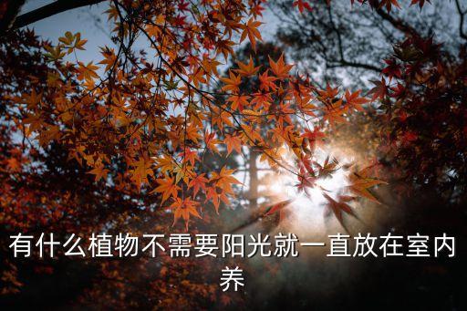 有什么植物不需要阳光就一直放在室内养