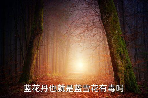 蓝雪花有毒吗，蓝花丹也就是蓝雪花有毒吗