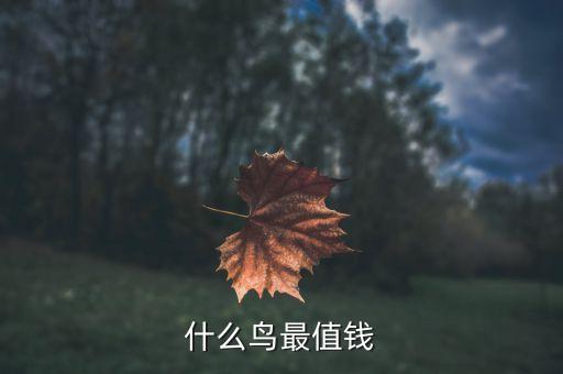 四大名鸟哪个最贵，中国名鸟都有哪些