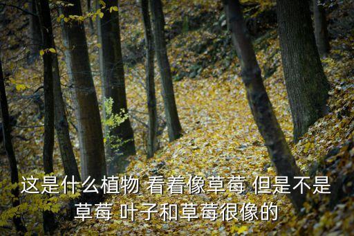 野杨梅，请问野杨梅树是怎样的