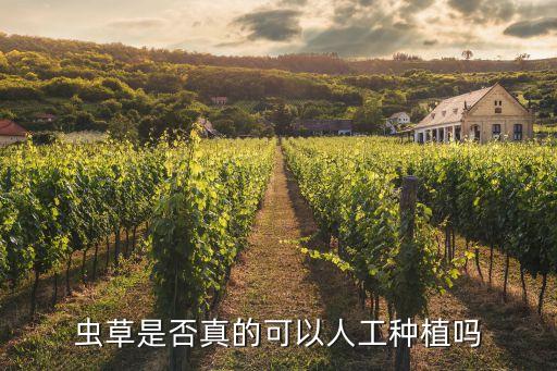 人工虫草，人工种植冬虫夏草 是真的么不会骗人把