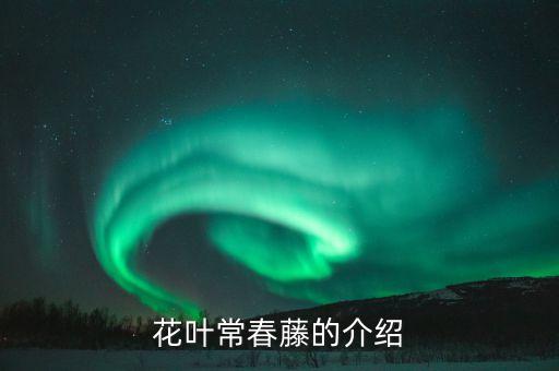 花叶常春藤的介绍