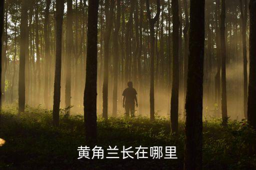 黄桷兰树，黄桷兰树是玉兰树